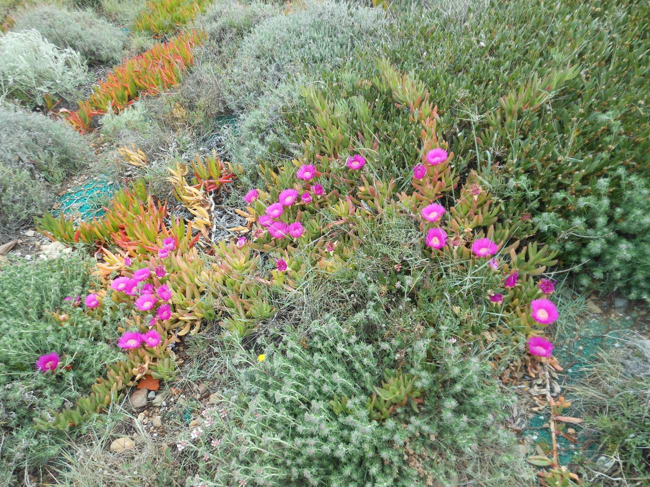 Carpobrotus acinaciformis  VS C. edulis  subsp. edulis